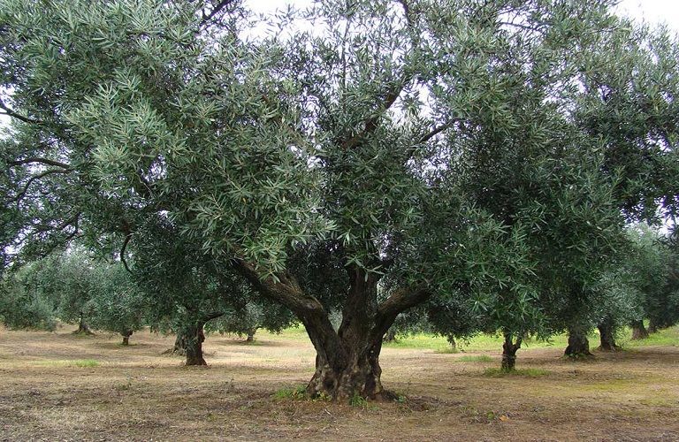 Αίτημα Περιφέρειας Βορείου Αιγαίου για την αποζημίωση των ελαιοπαραγωγών του Βορείου Αιγαίου λόγω της ακαρπίας