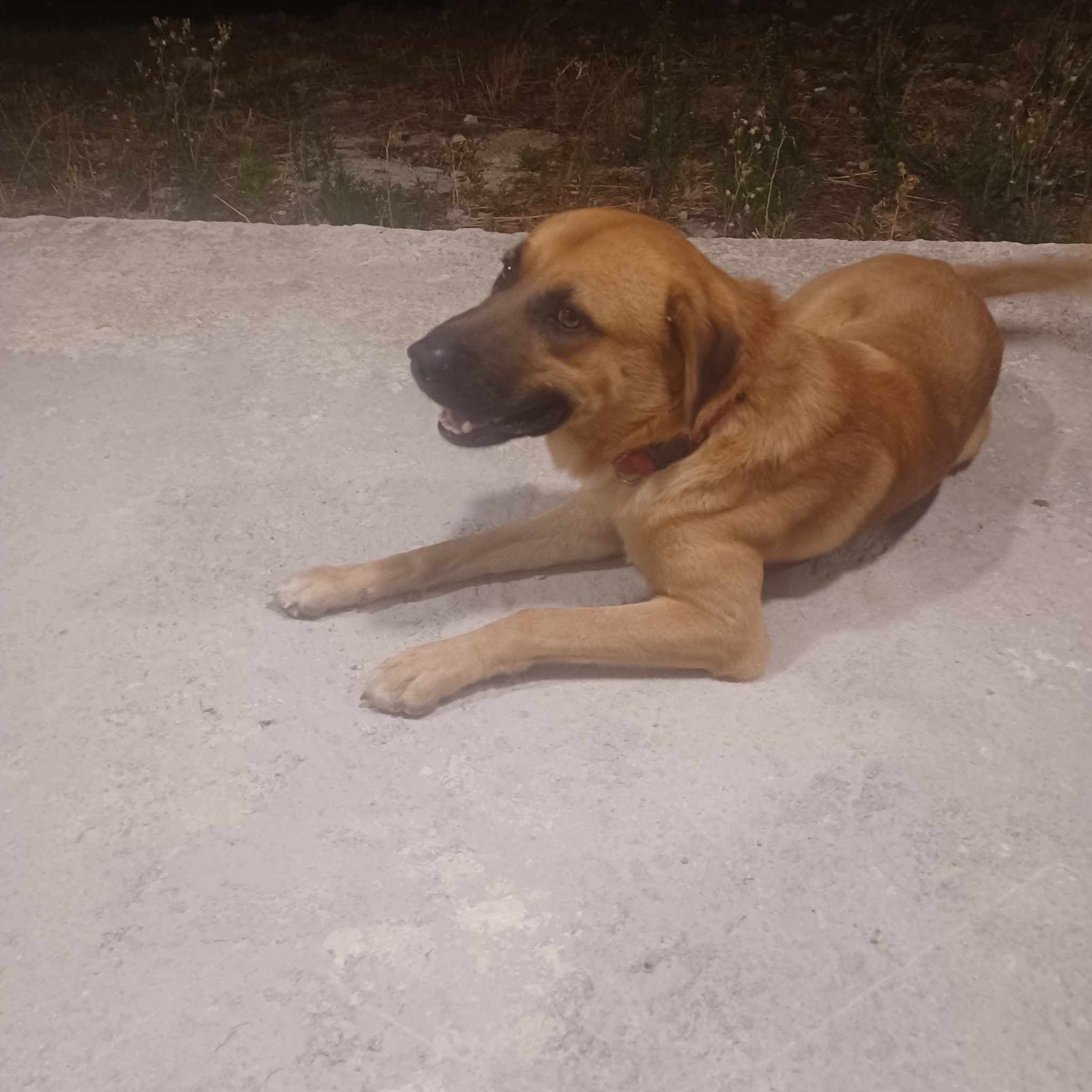 Συνελήφθη ο αλλοδαπός που προκάλεσε το δυστύχημα