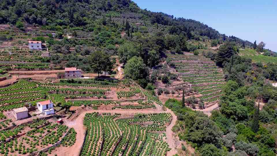 ΄Ανοιγμα παραλαβής σταφυλιών στο Καρλόβασι